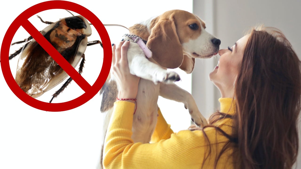 Razas de perros que ayudan a mantener alejadas a las cucarachas