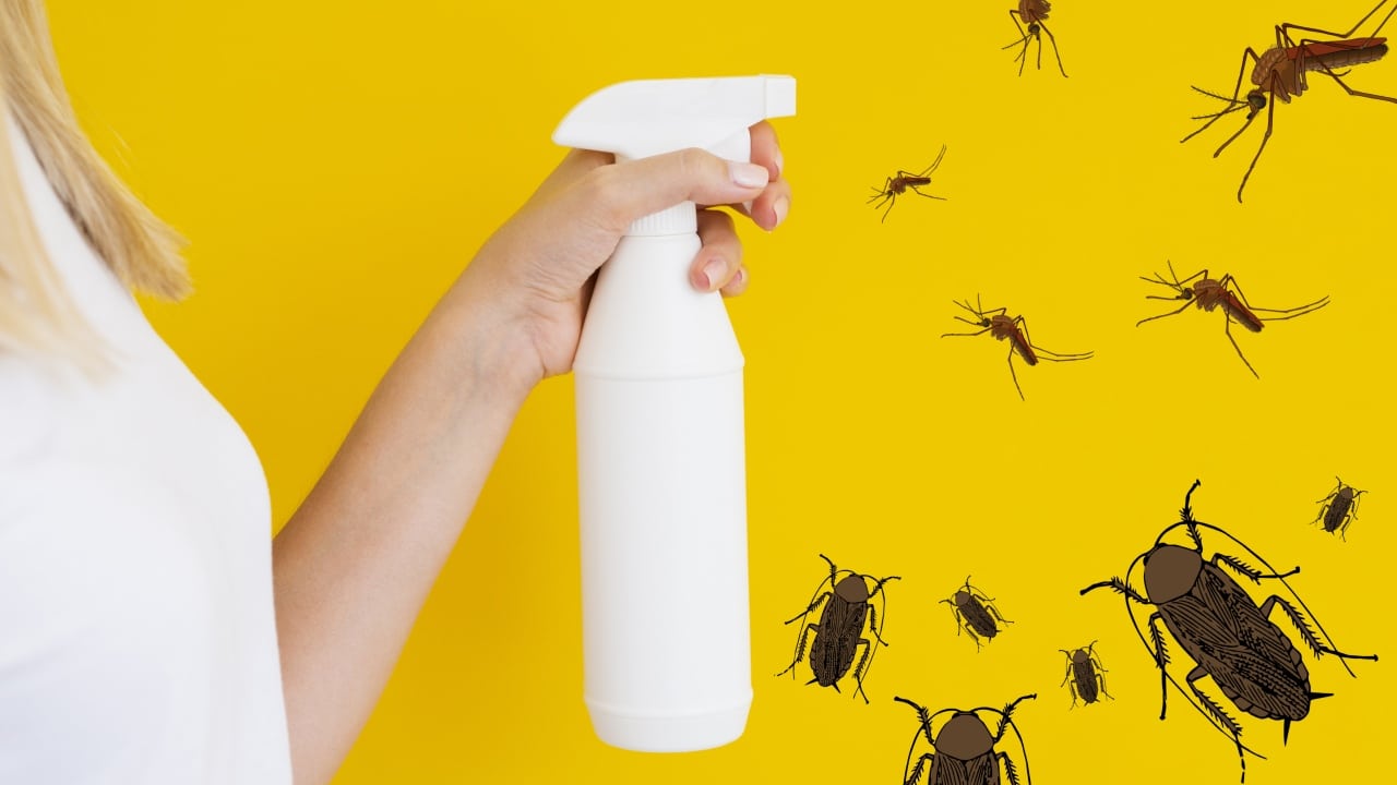 Repelente de laurel para zancudos y cucarachas