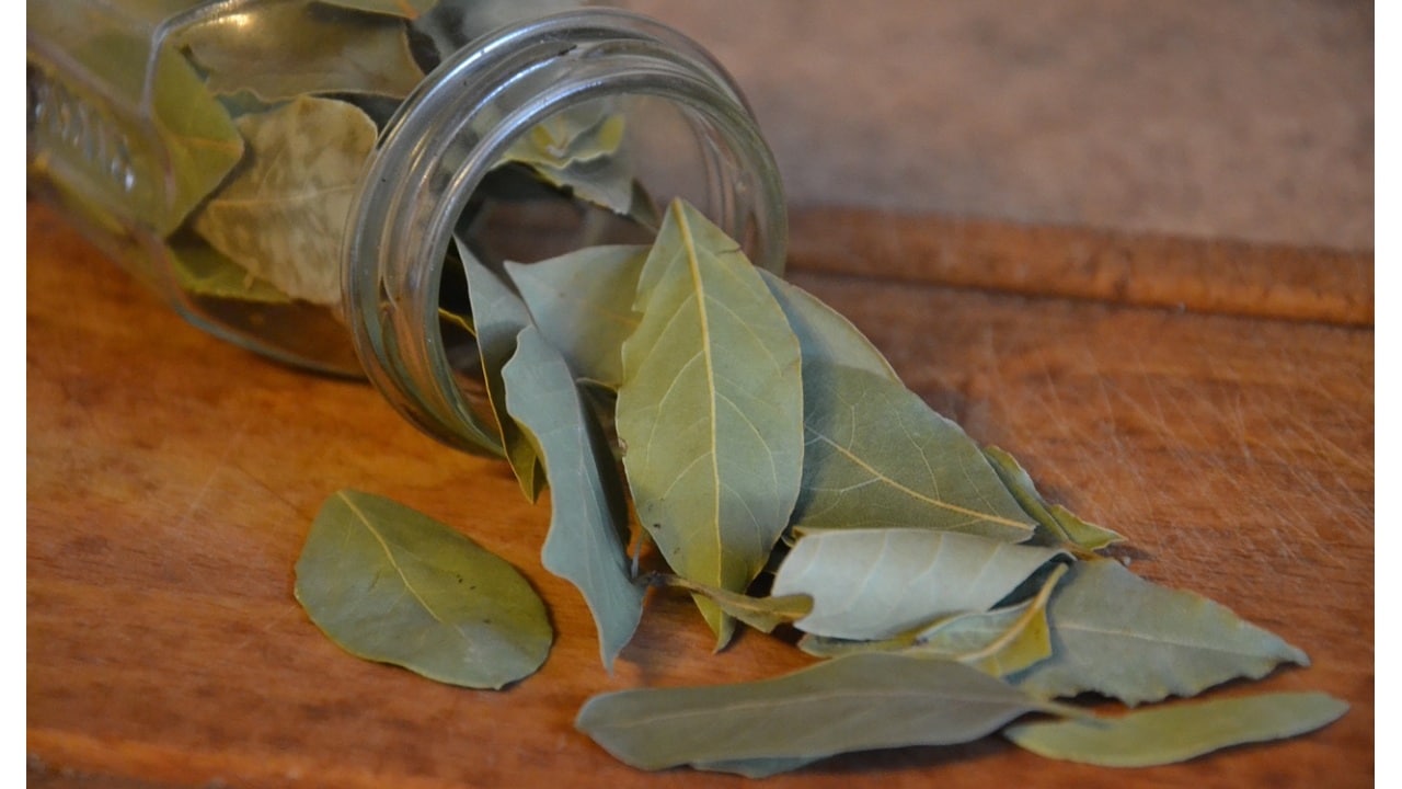 Repelente de laurel para zancudos y cucarachas