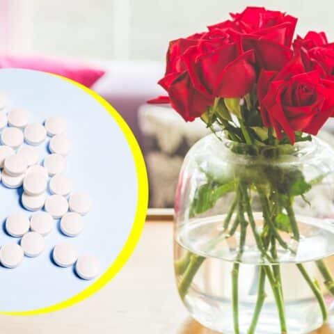 Truco con aspirina para mantener bonitas tus rosas