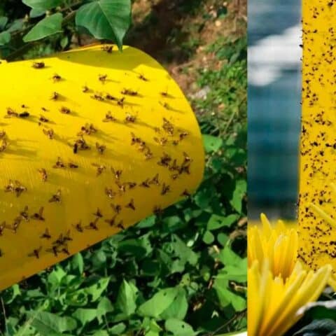 Cómo hacer trampas cromáticas para eliminar insectos