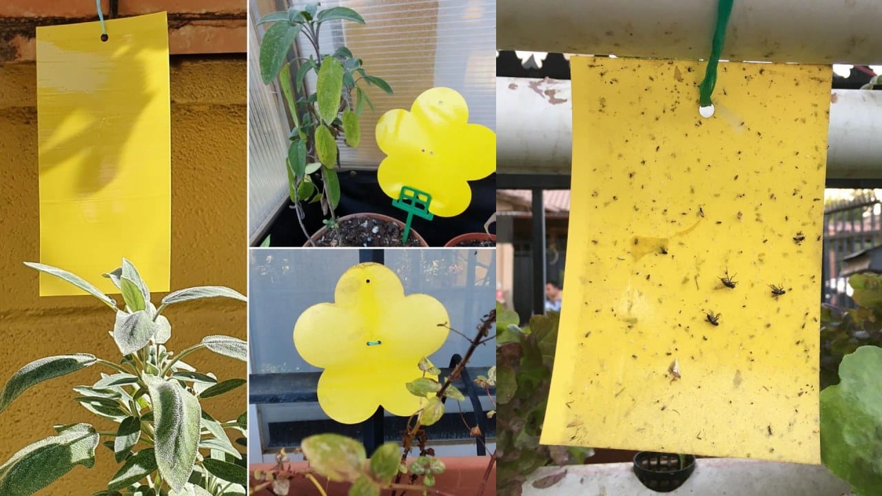 Cómo hacer trampas cromáticas para eliminar insectos