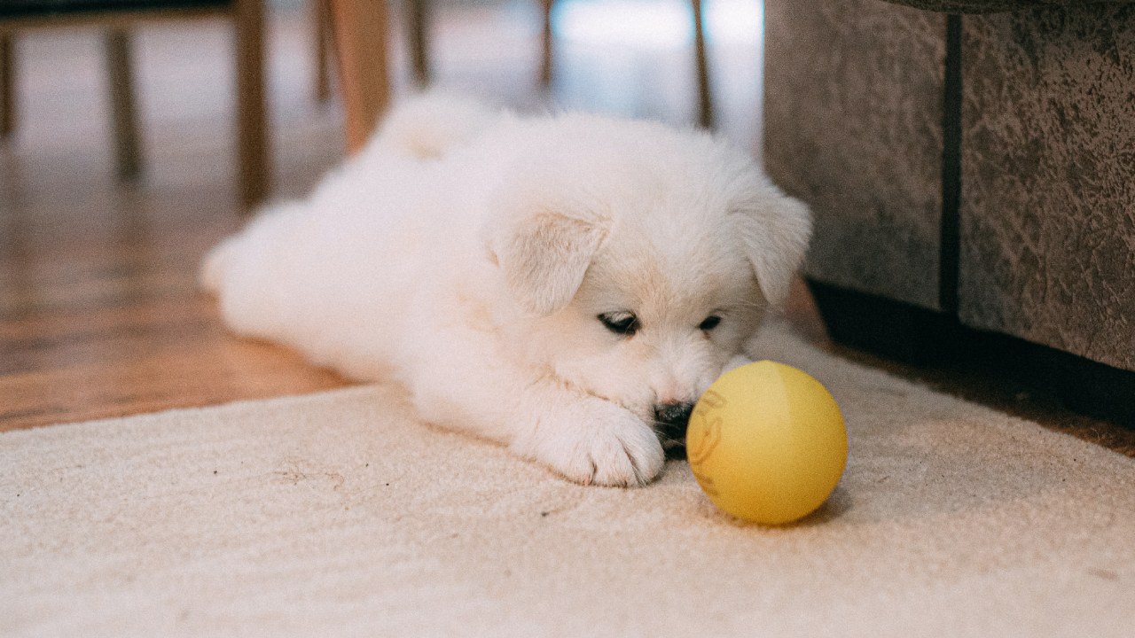 Truco para que tu perro no se orine en la casa