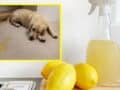 Truco para que tu perro no se orine en la casa
