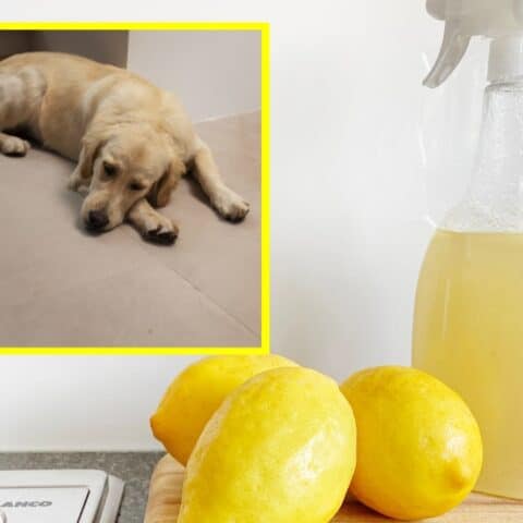 Truco para que tu perro no se orine en la casa