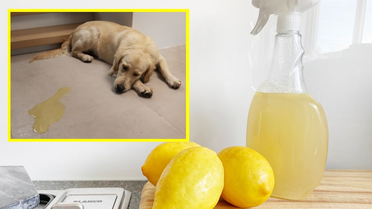 Truco para que tu perro no se orine en la casa