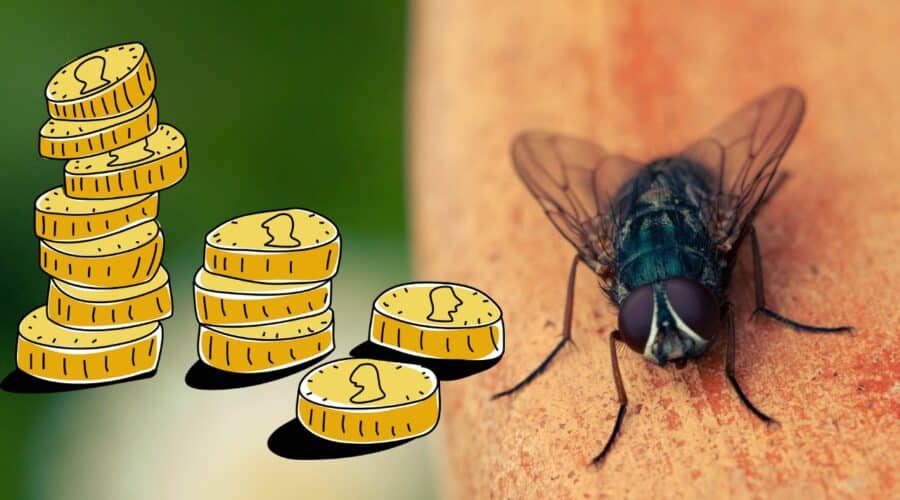 Truco con moneda para ahuyentar moscas