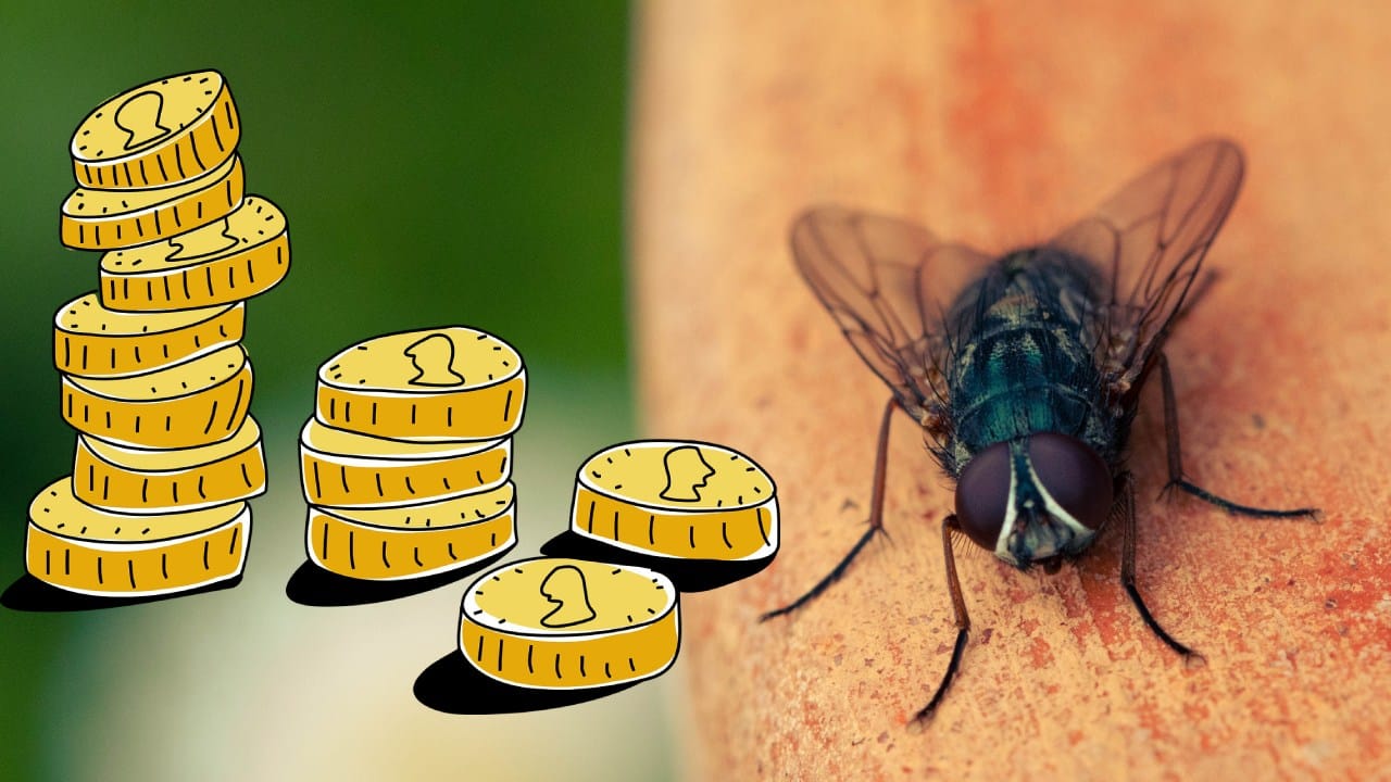 Truco con moneda para ahuyentar moscas