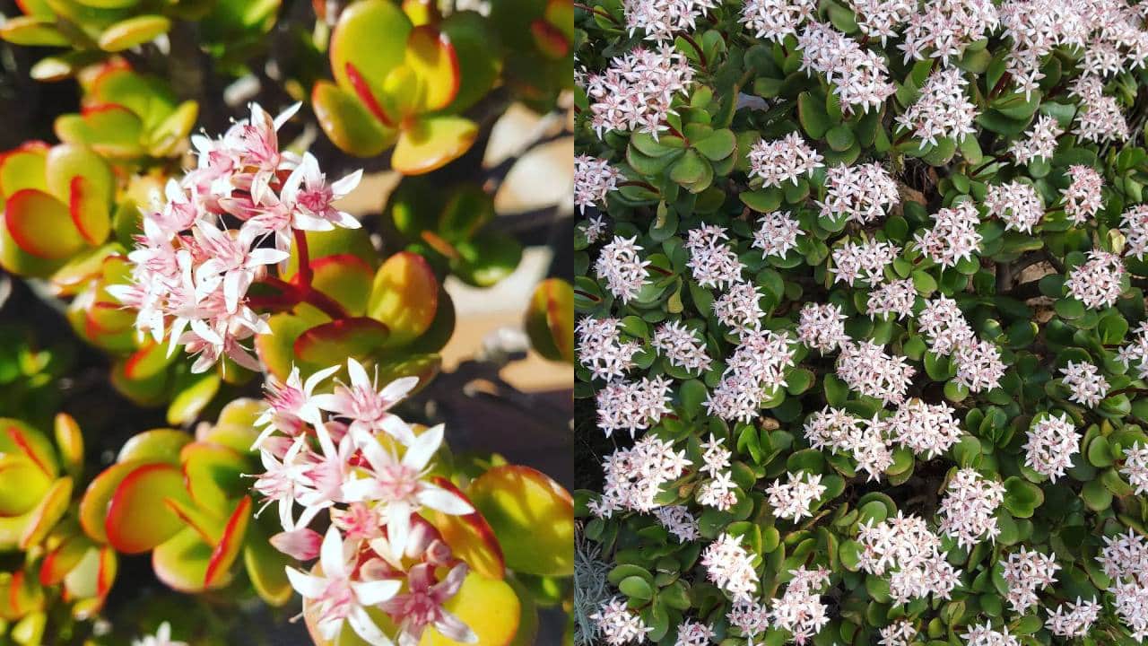 Fertilizantes caseros para tu árbol de jade