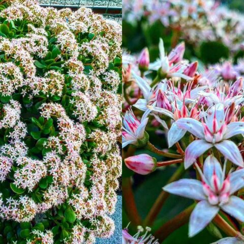 Fertilizantes caseros para tu árbol de jade