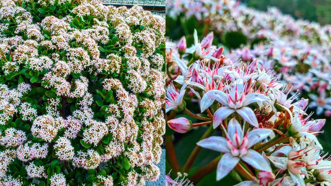 Fertilizantes caseros para tu árbol de jade