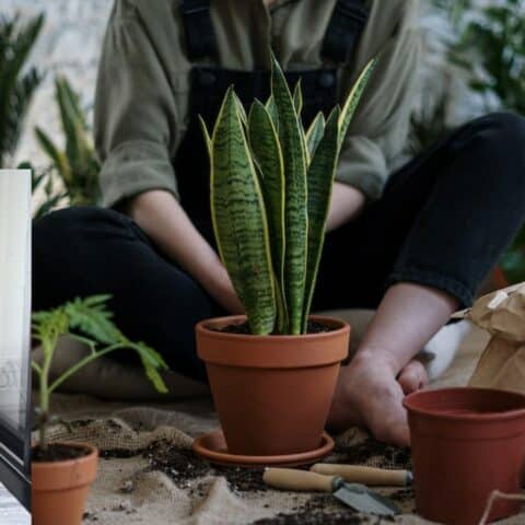 Cómo cuidar orquídeas