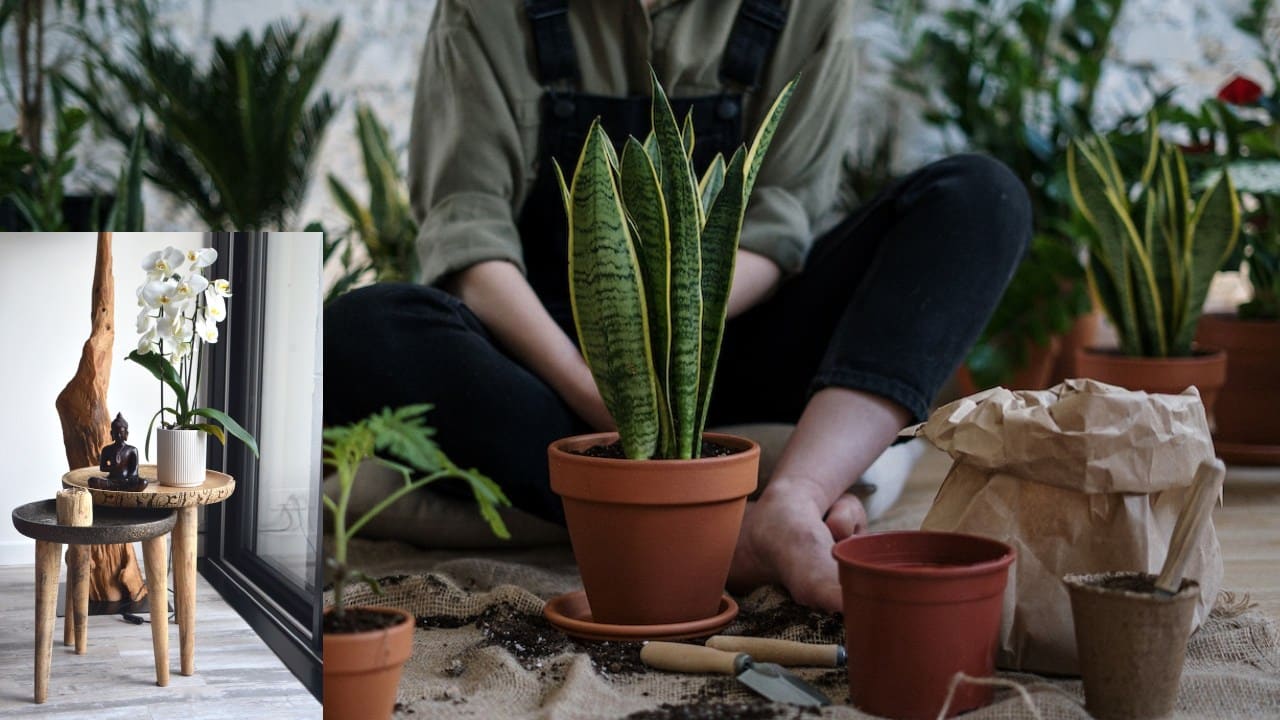 Cómo cuidar orquídeas