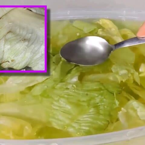 desinfectar una lechuga si encontraste gusanos