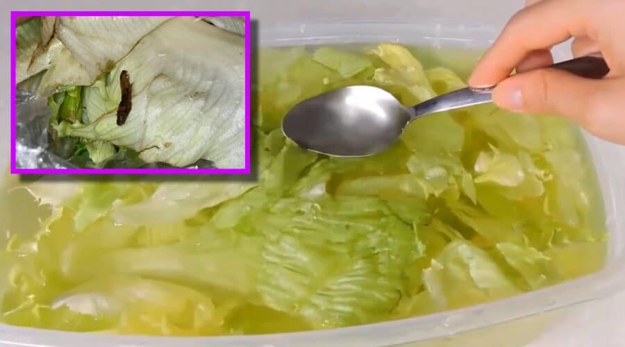 desinfectar una lechuga si encontraste gusanos