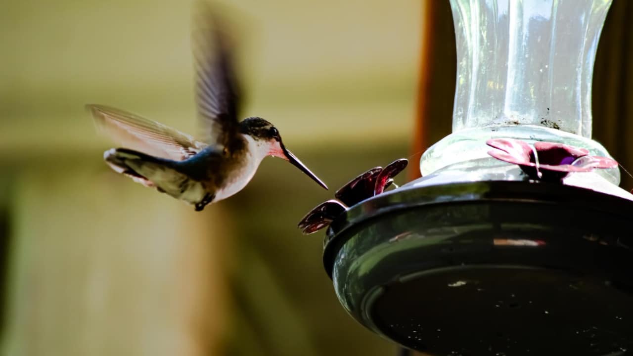 bebedero para colibrí