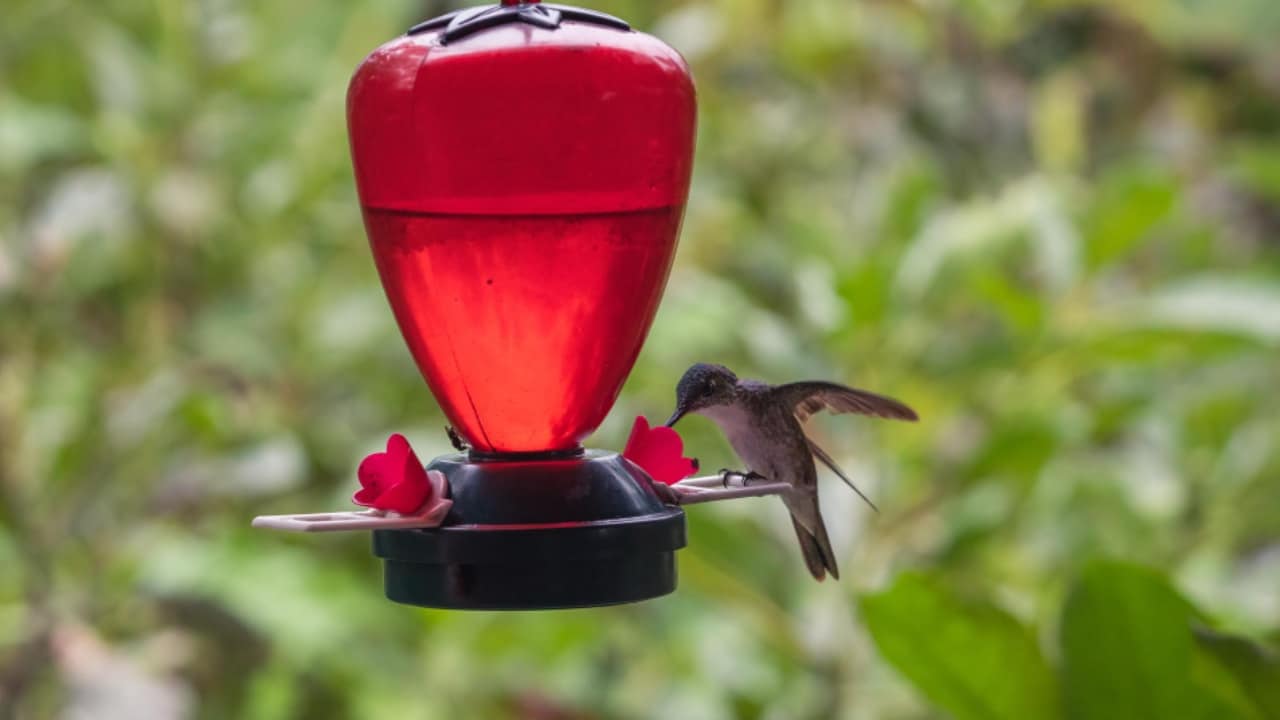 néctar casero para colibrí