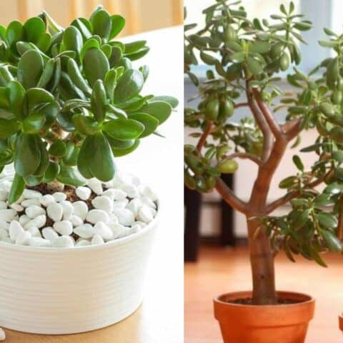 reproducir el árbol de jade con solo una ramita