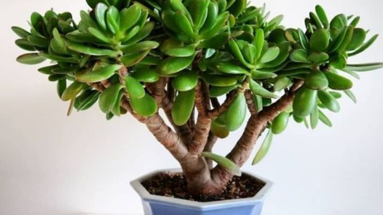 reproduce sin complicaciones una Crassula ovata