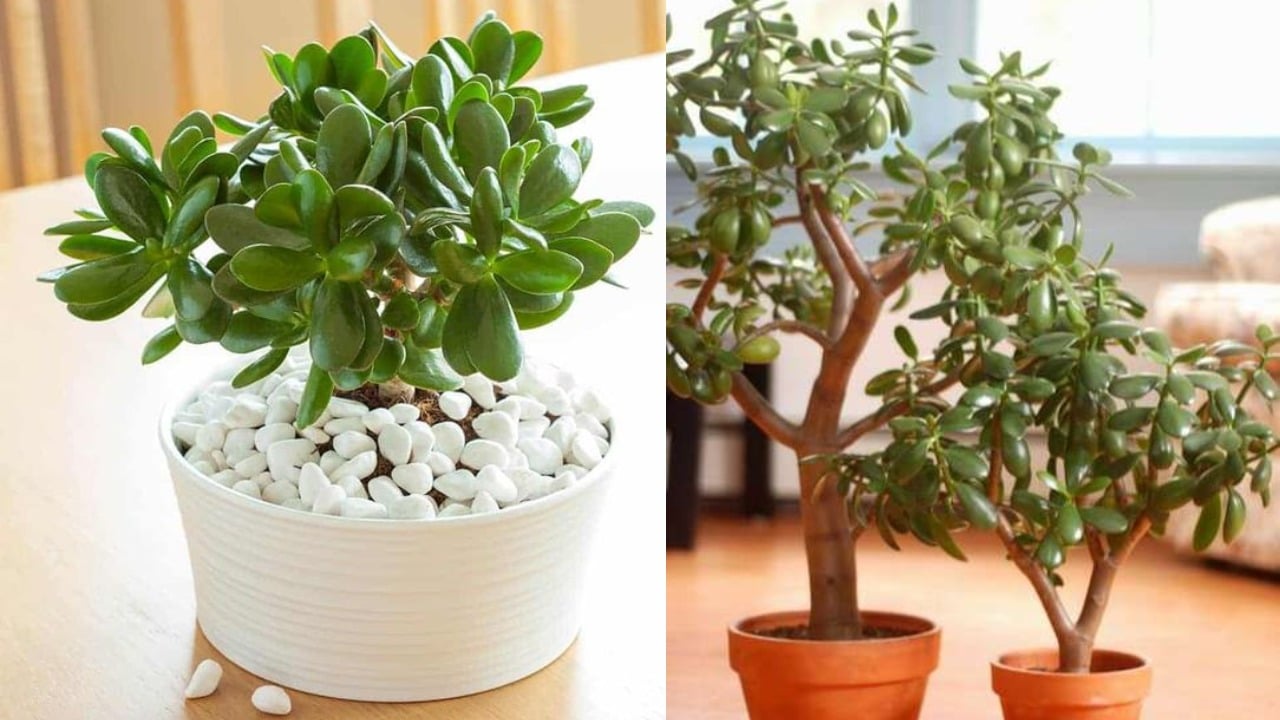 reproducir el árbol de jade con solo una ramita