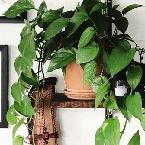 mejores plantas colgantes para decorar