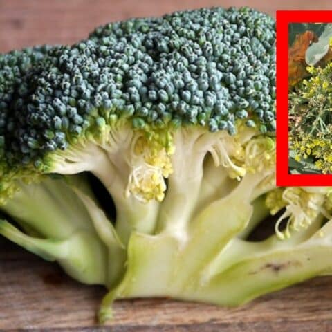 brócoli florece si no lo comemos