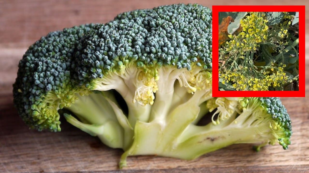 brócoli florece si no lo comemos