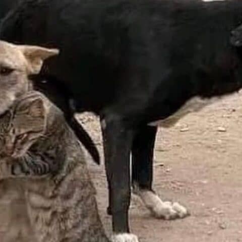 gato abrazando a un perro