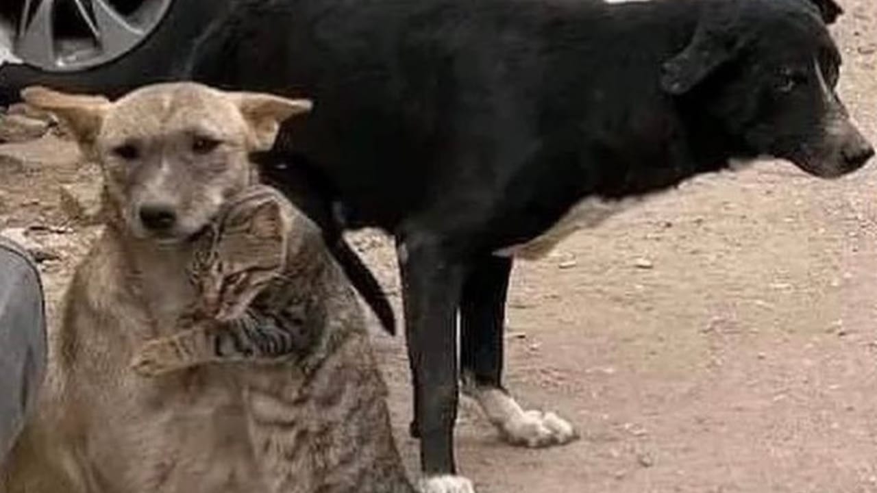 gato abrazando a un perro