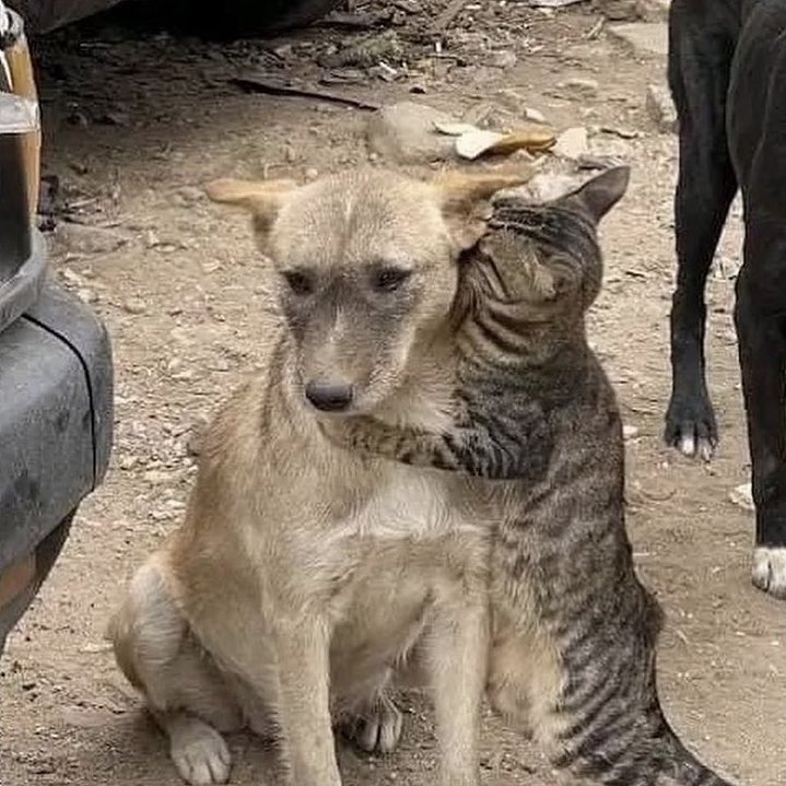 gatito que abraza al perro