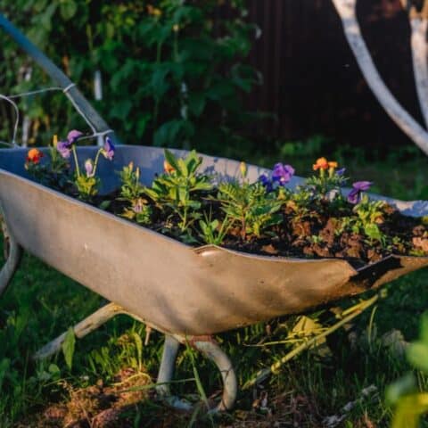 Plantas hermosas que perfuman tu casa