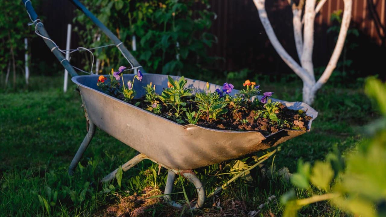 Plantas hermosas que perfuman tu casa