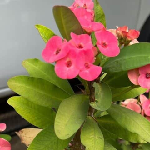 acabar con la plaga de tu planta Corona de cristo