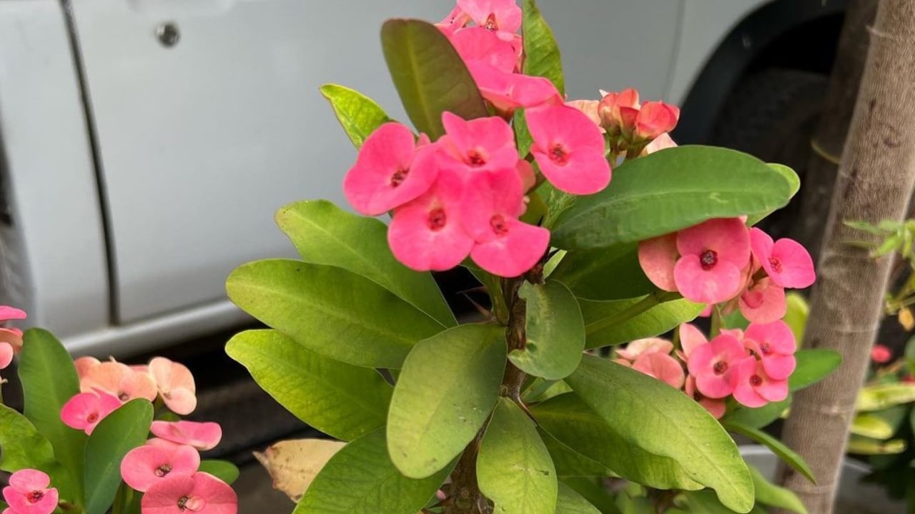 acabar con la plaga de tu planta Corona de cristo