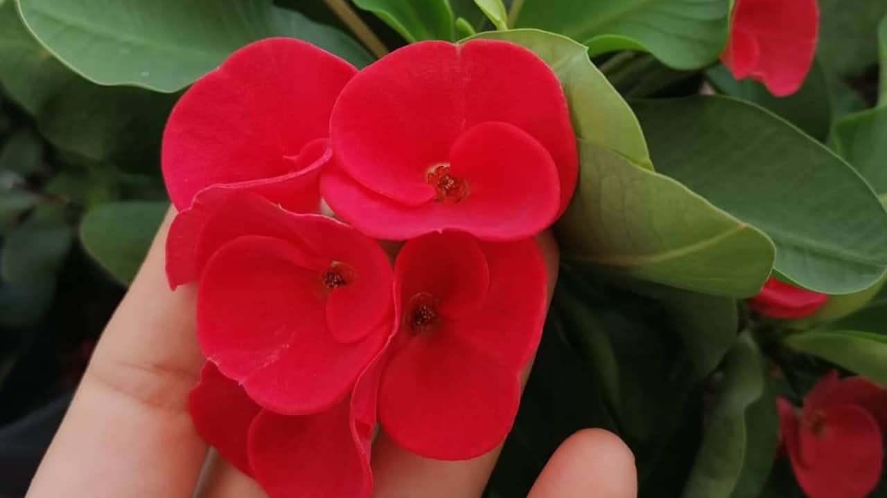 cuida tu planta Corona de Cristo