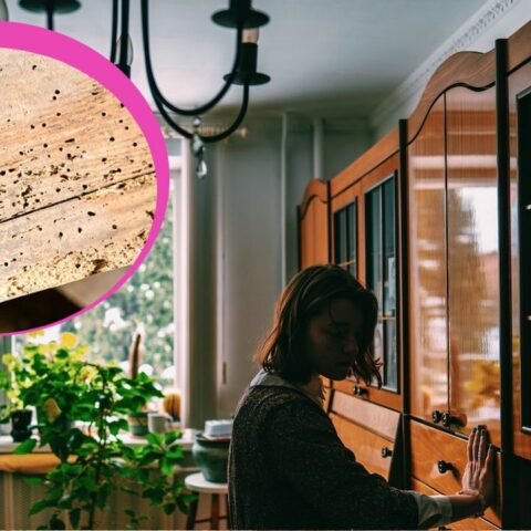 plaga viviendo en tus muebles de madera