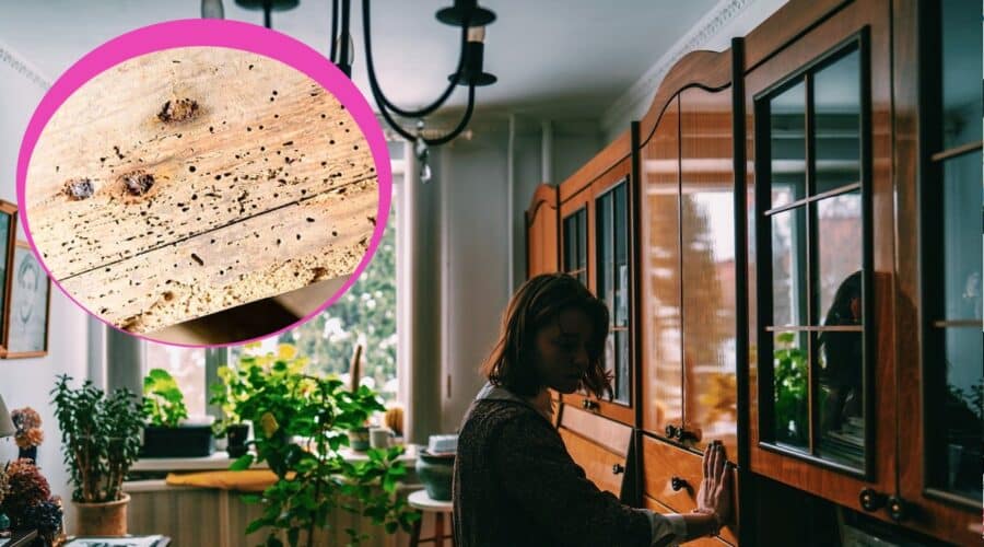 plaga viviendo en tus muebles de madera