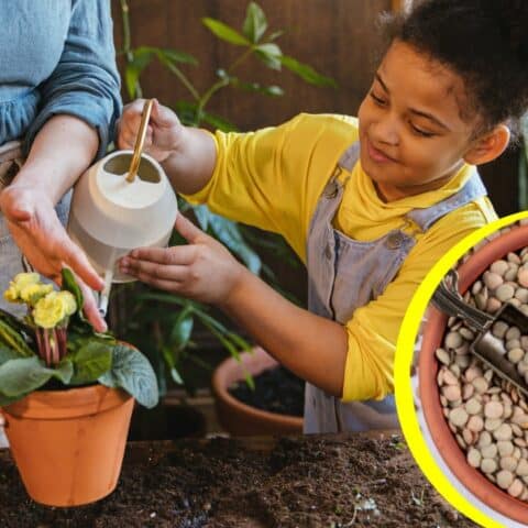 Agua de lentejas para las plantas