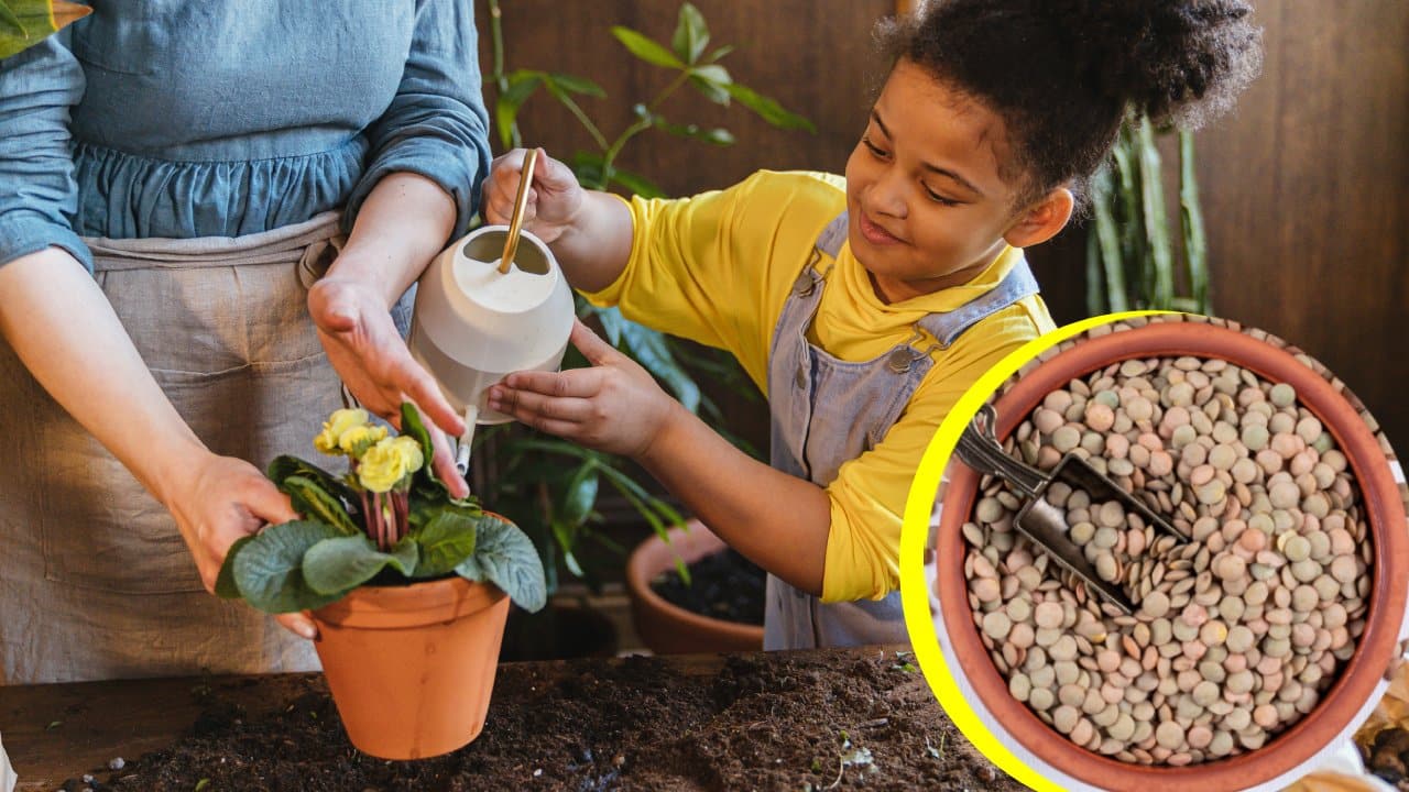 Agua de lentejas para las plantas