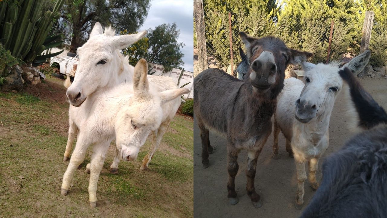 Cómo adoptar un burro para salvarlo