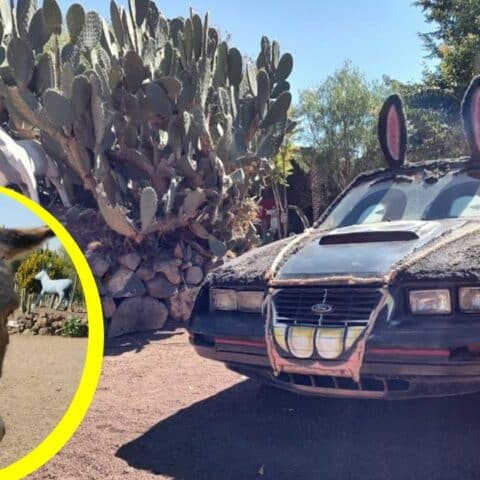 Cómo adoptar un burro para salvarlo