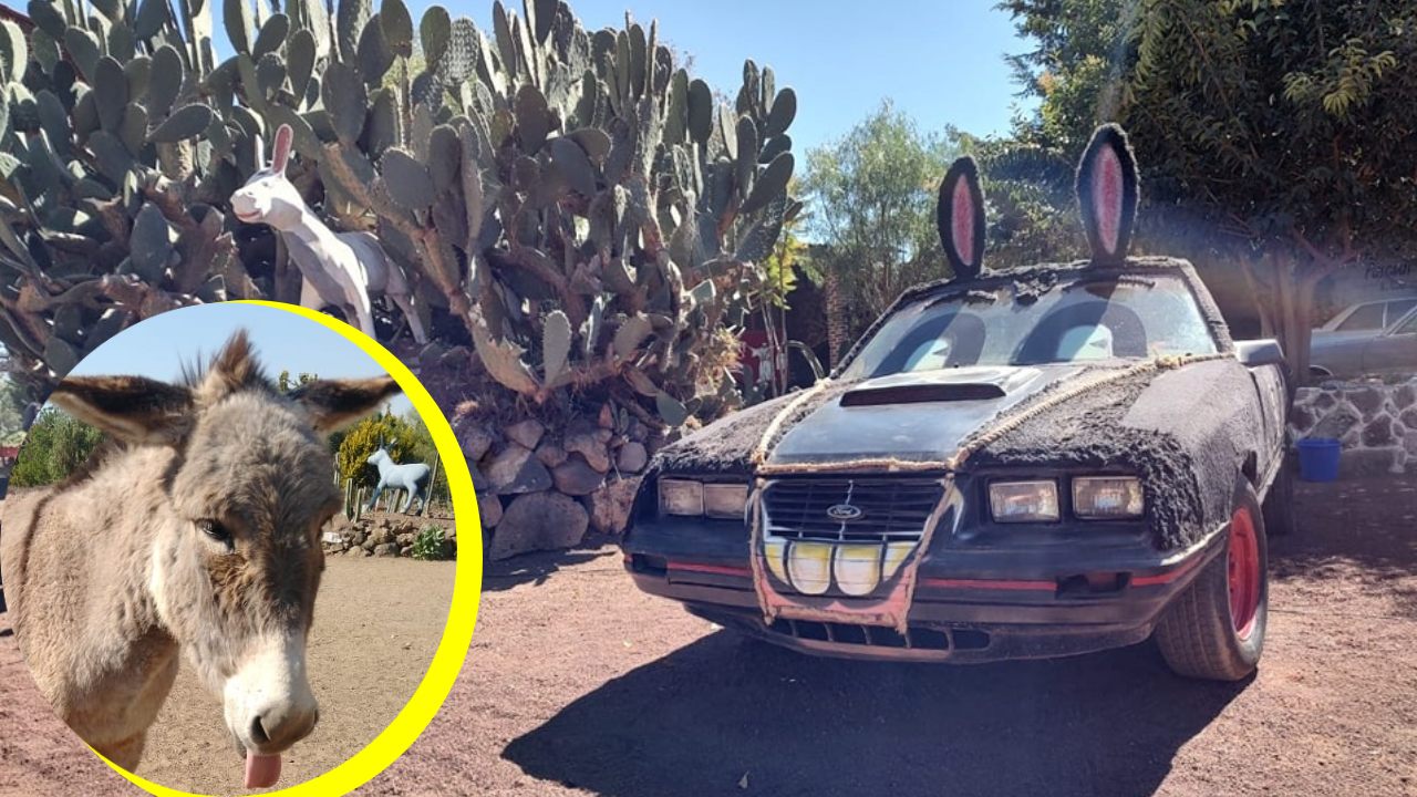 Cómo adoptar un burro para salvarlo