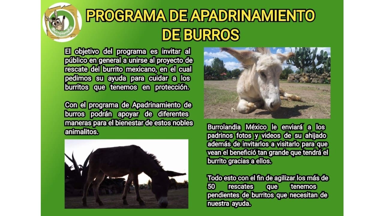 Cómo adoptar un burro para salvarlo