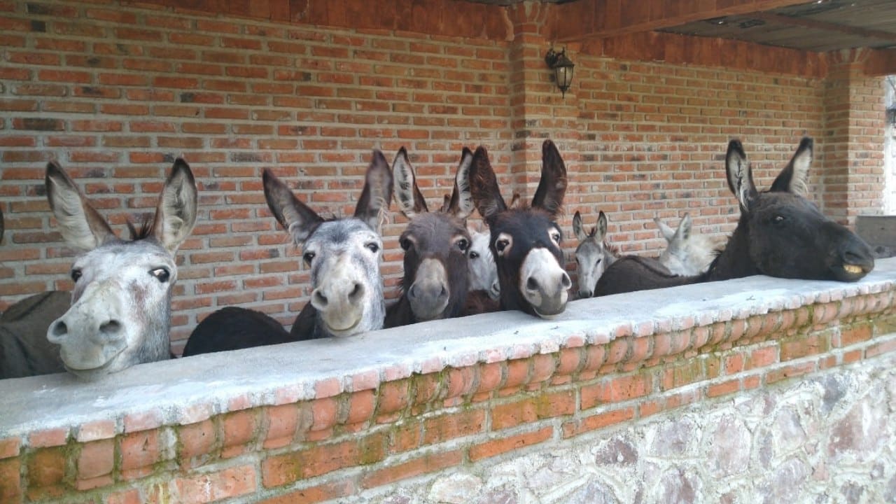 Cómo adoptar un burro para salvarlo