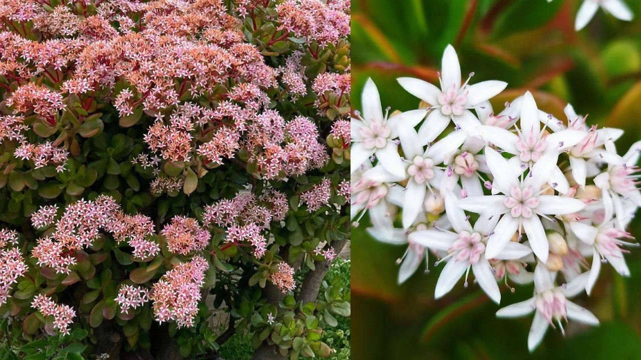 Cómo hacer que florezca tu árbol de jade
