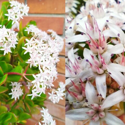 Cómo hacer que florezca tu árbol de jade