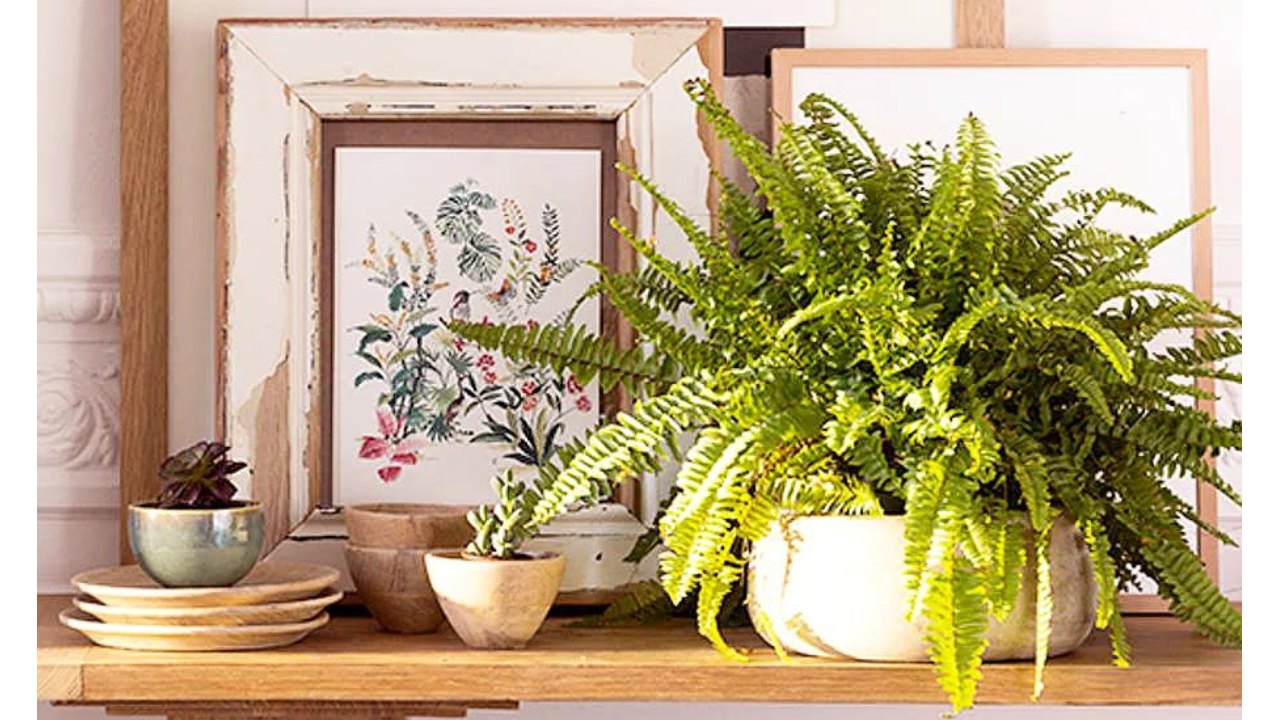 Cuidados básicos para que tu helecho esté verde