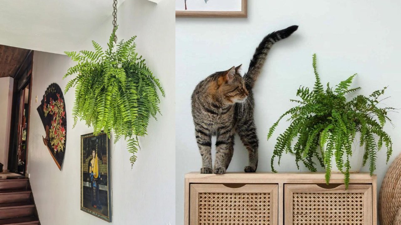 Cuidados básicos para que tu helecho esté verde