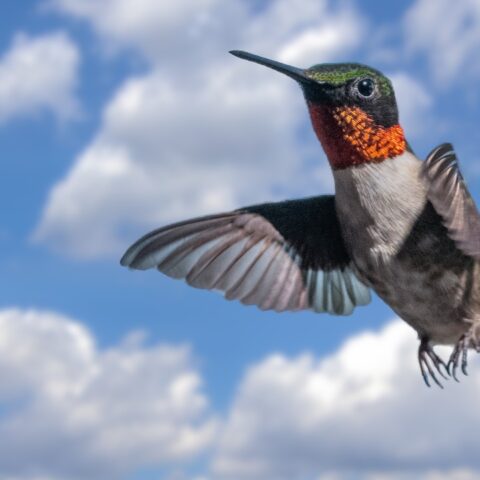 El significado de ver un colibrí en tu casa