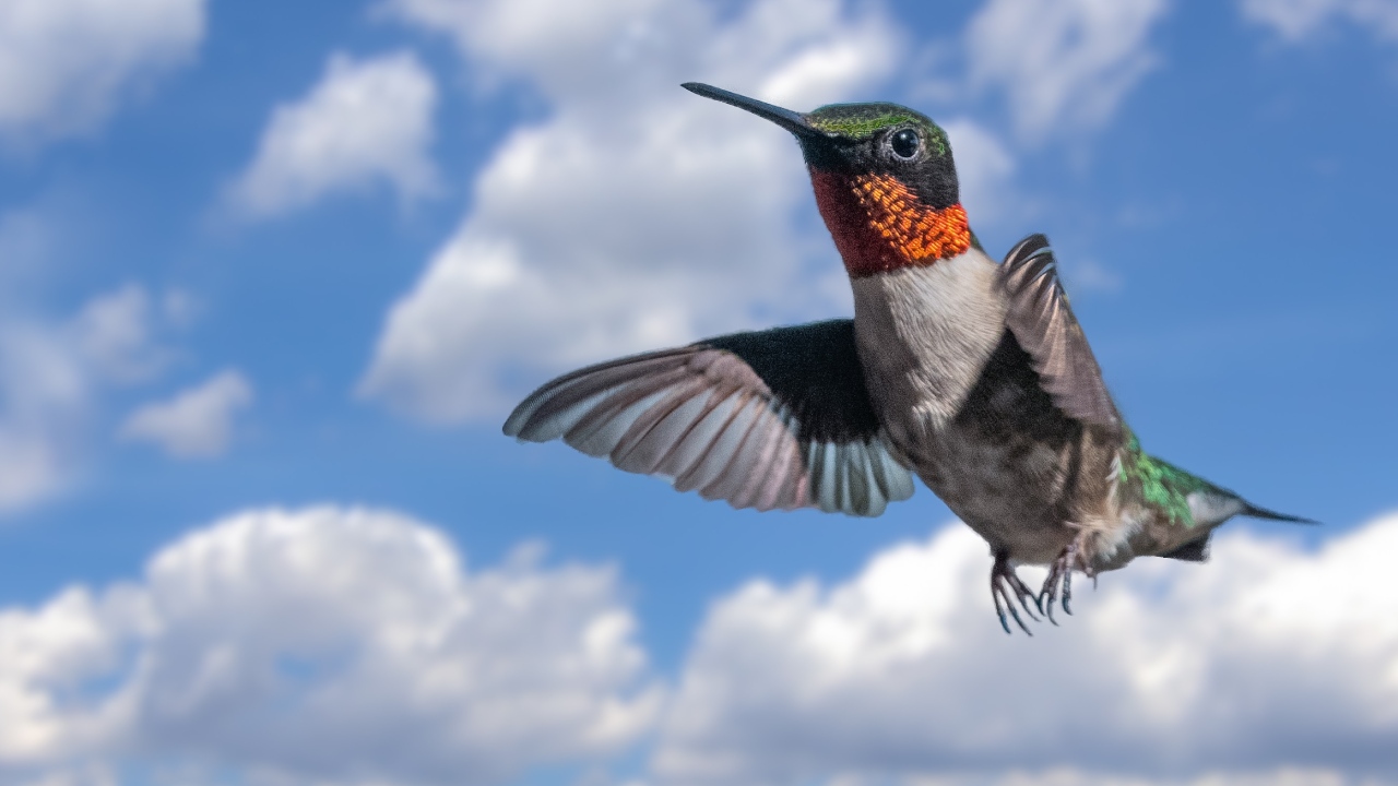 El significado de ver un colibrí en tu casa